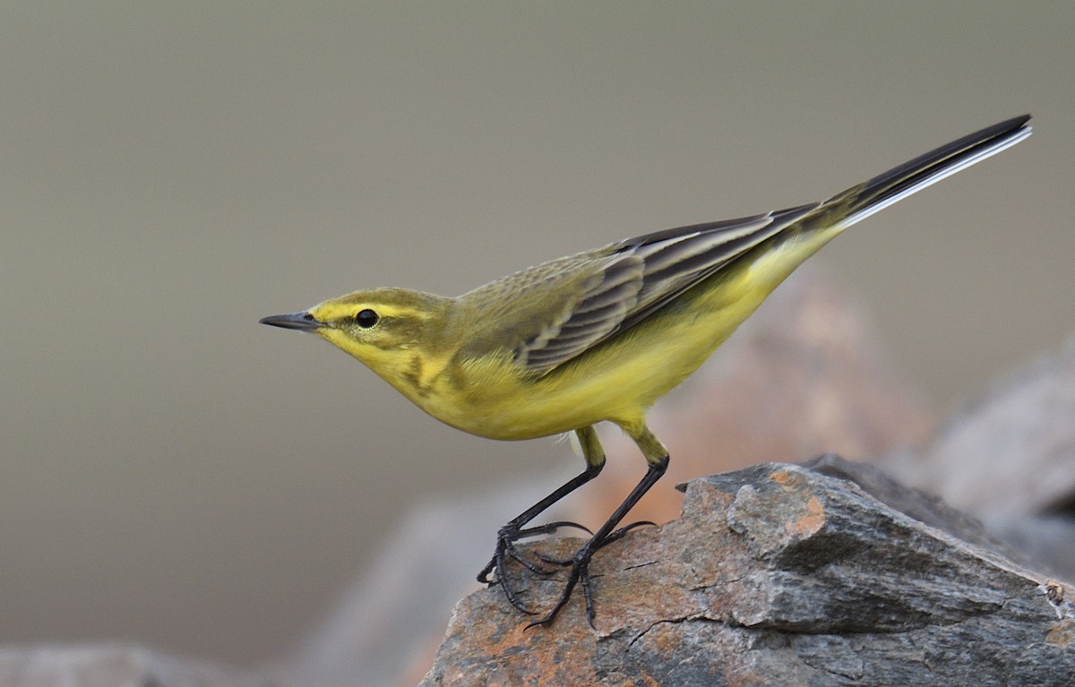 Western Yellow Wagtail (flavissima) - ML178574421