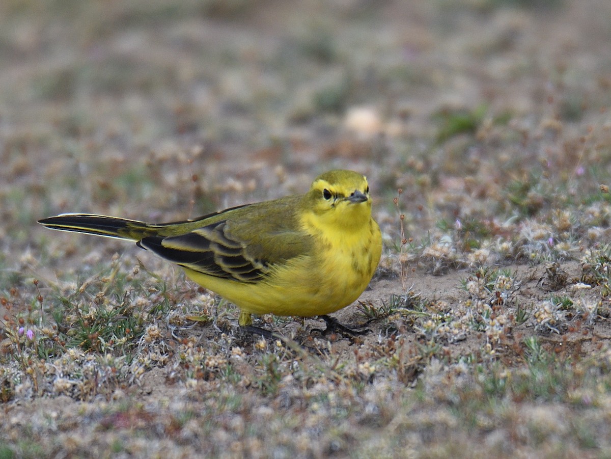 Western Yellow Wagtail (flavissima) - ML178574471