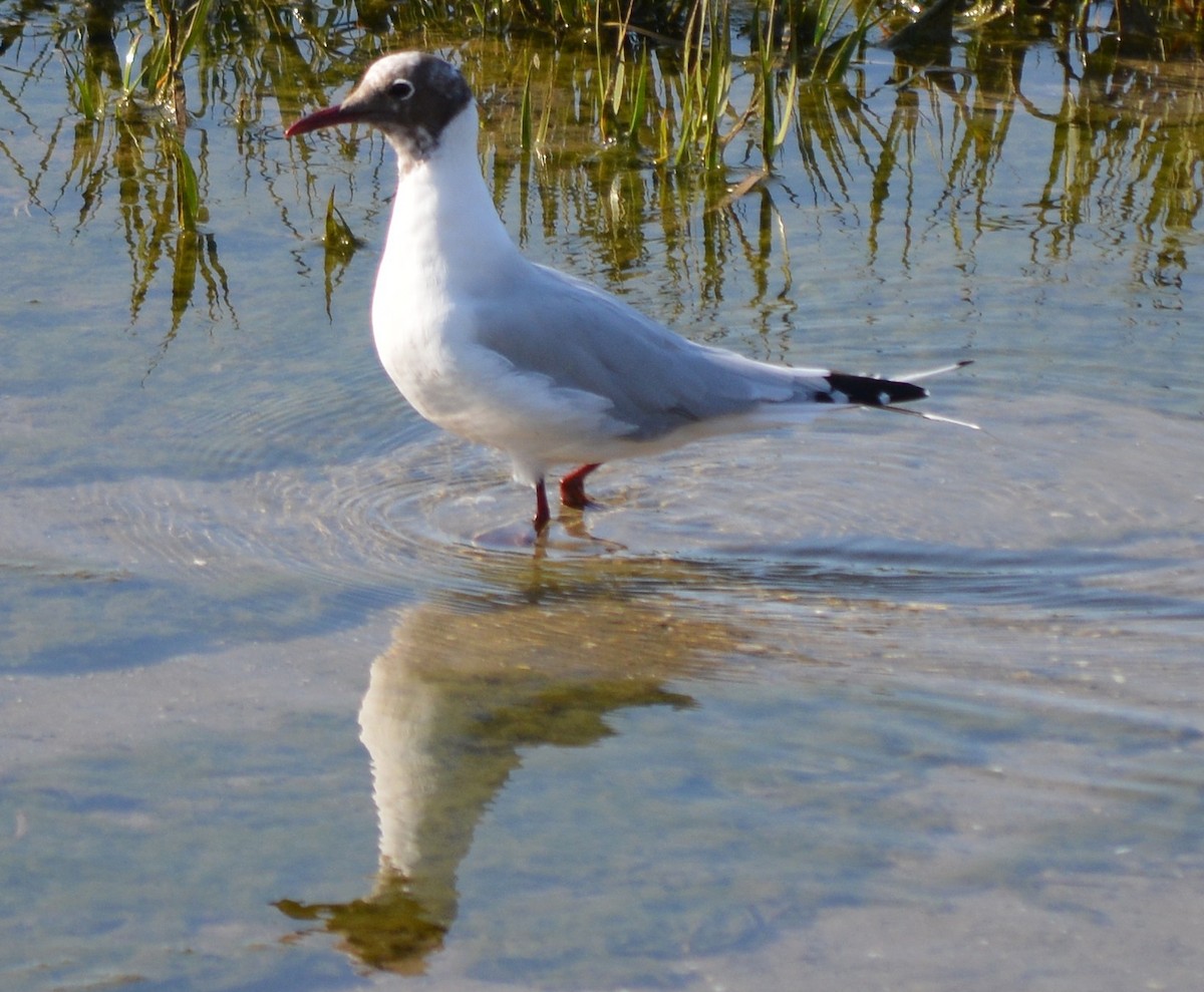 Mouette rieuse - ML178574681