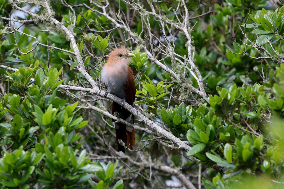 Squirrel Cuckoo - John van Dort