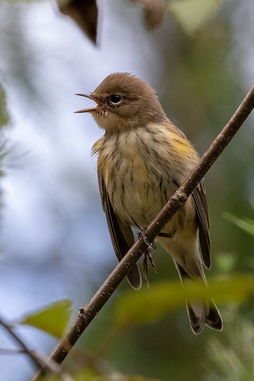 Yellow-rumped Warbler - ML178575191