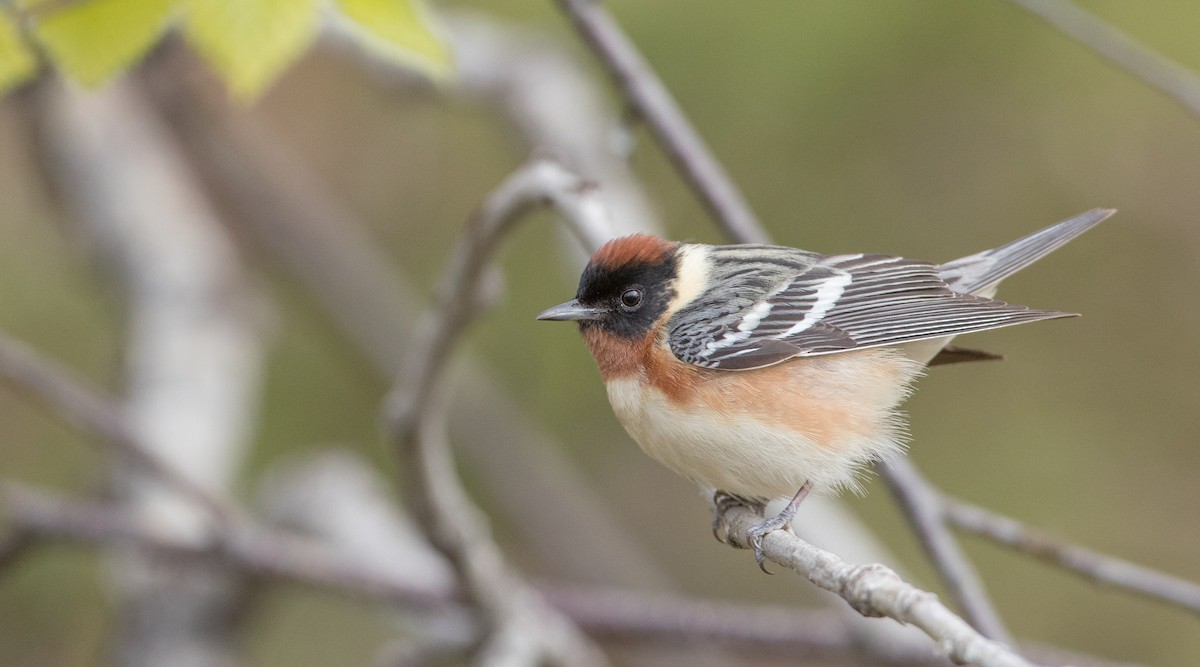 Bay-breasted Warbler - ML178575511