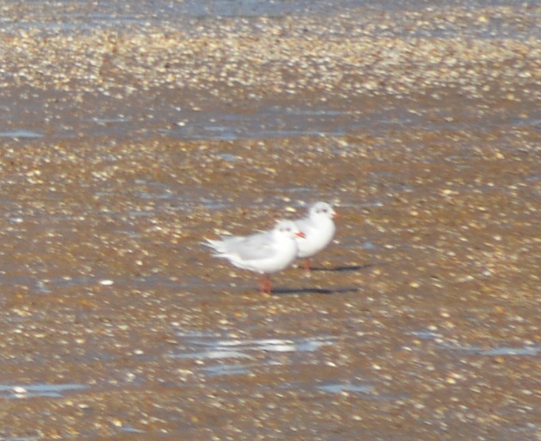 Mediterranean Gull - ML178575541