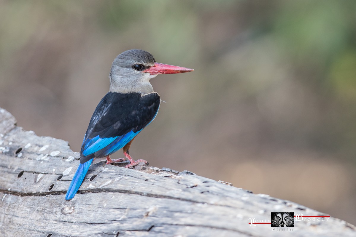 Gray-headed Kingfisher - ML178575651