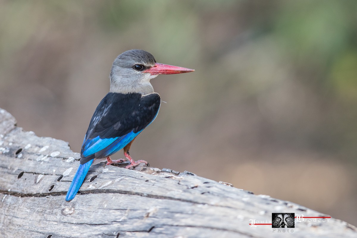 Gray-headed Kingfisher - Louis Brodeur