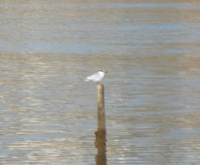 Sandwich Tern - ML178575771