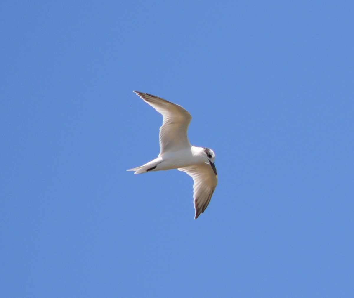 Sandwich Tern - ML178576051