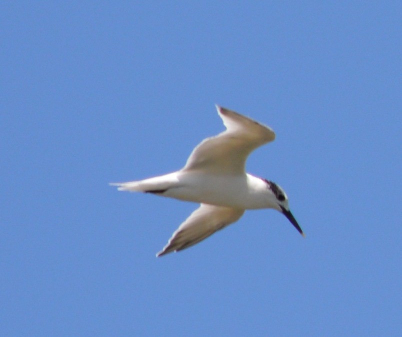 Sandwich Tern - ML178576231