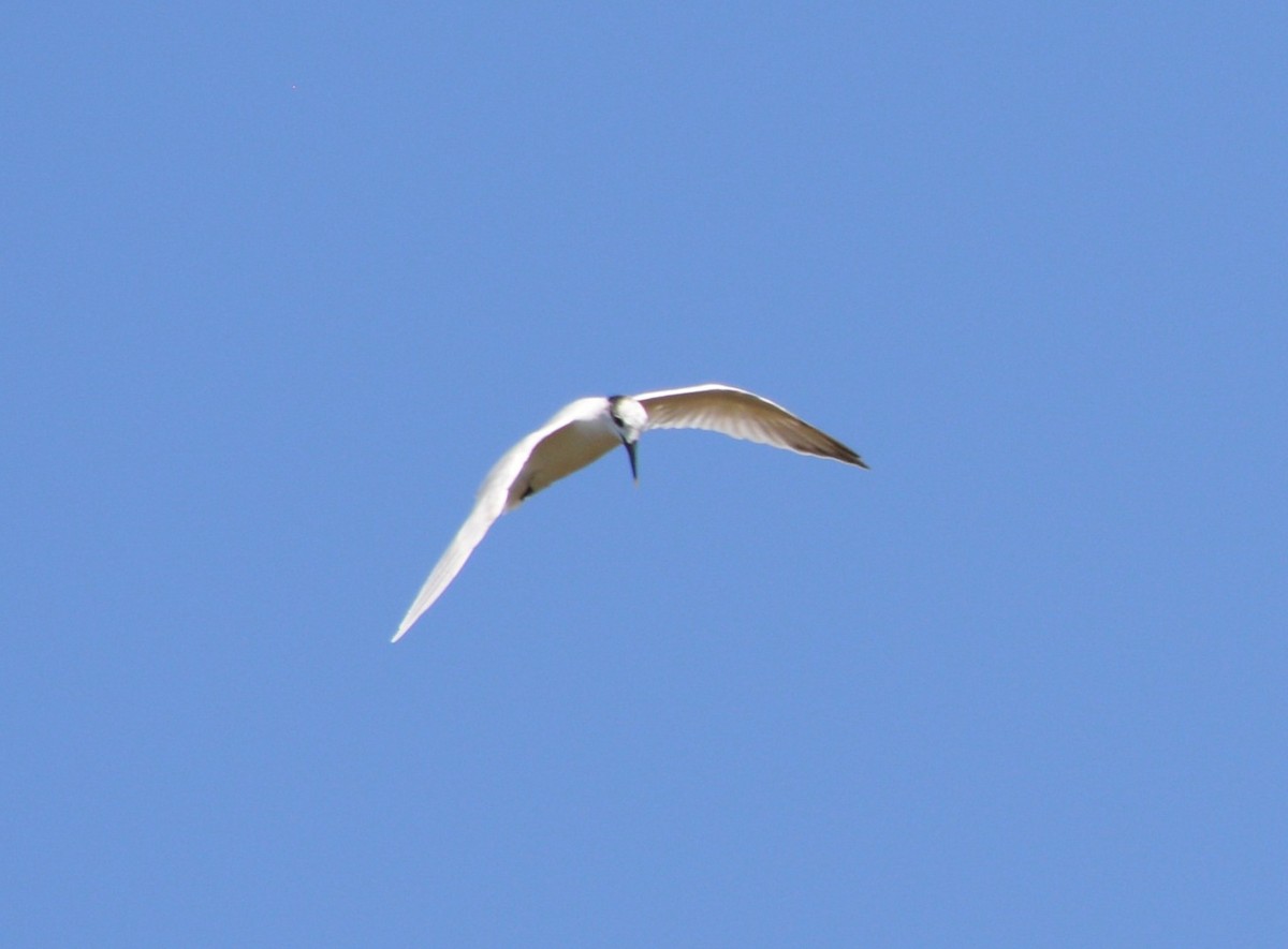 Sandwich Tern - ML178576641