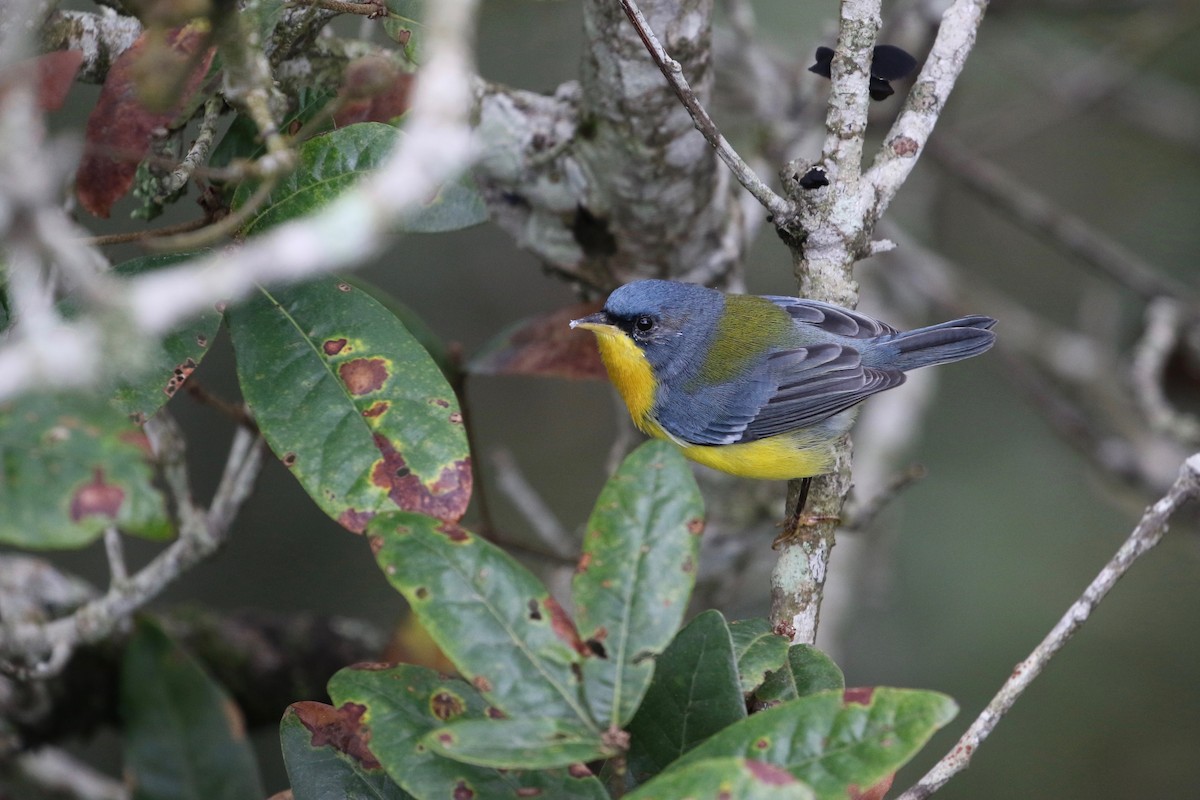 Tropical Parula (Middle American) - ML178576821