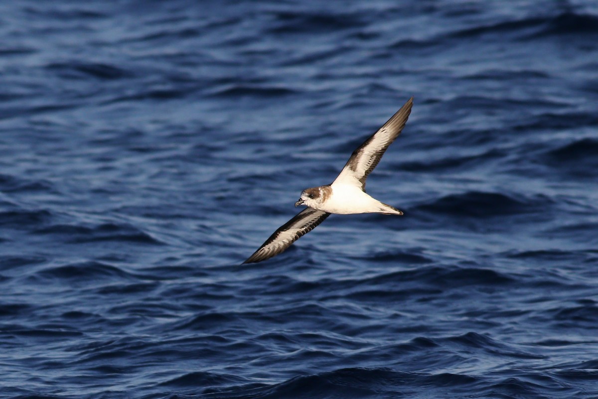 Bermuda Petrel - ML178577581