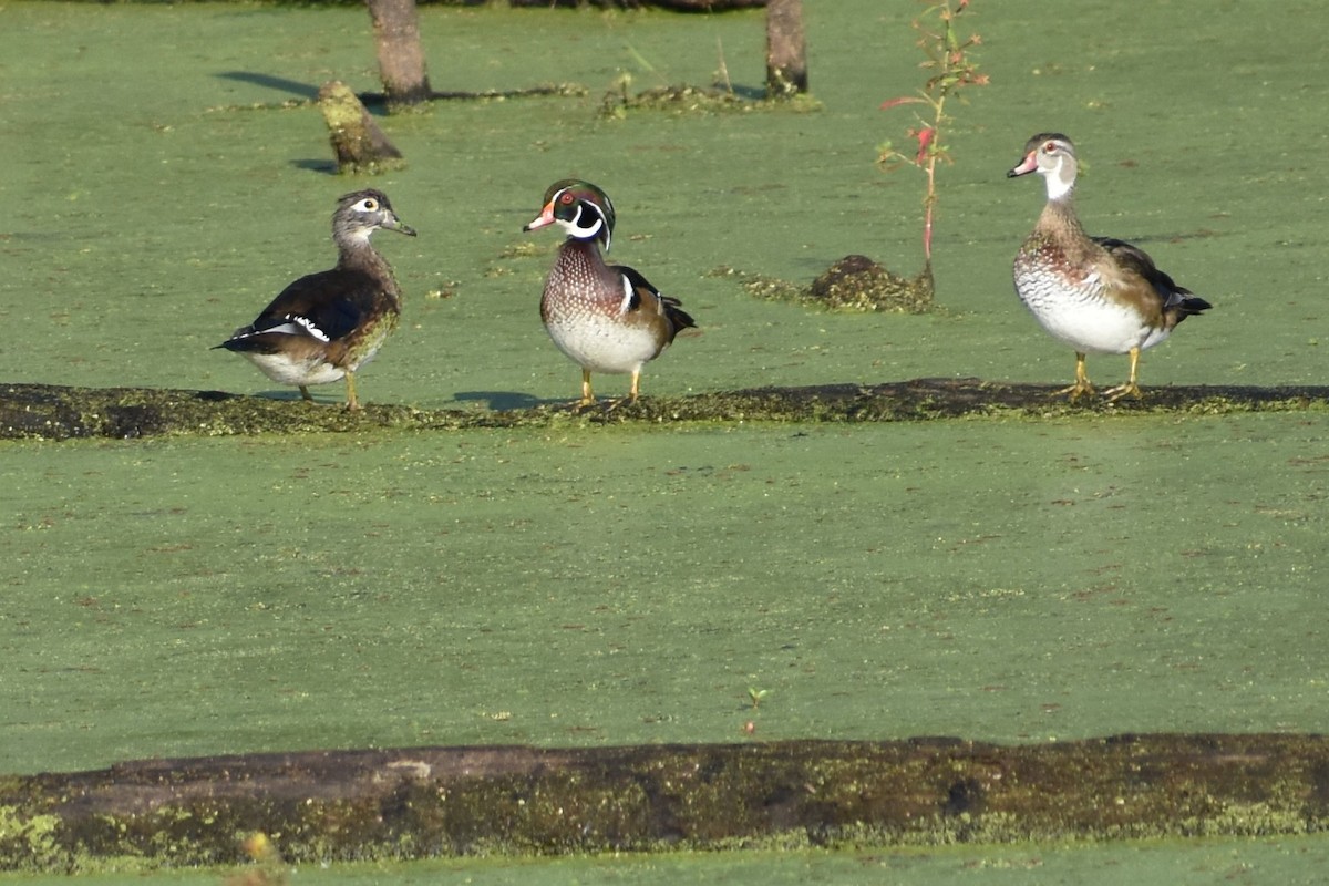 Wood Duck - ML178577801