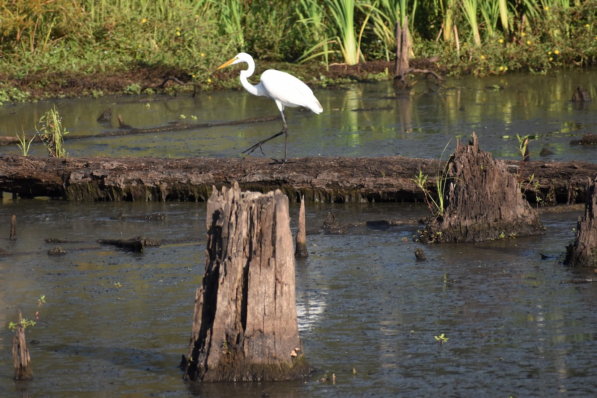 Great Egret - ML178577841