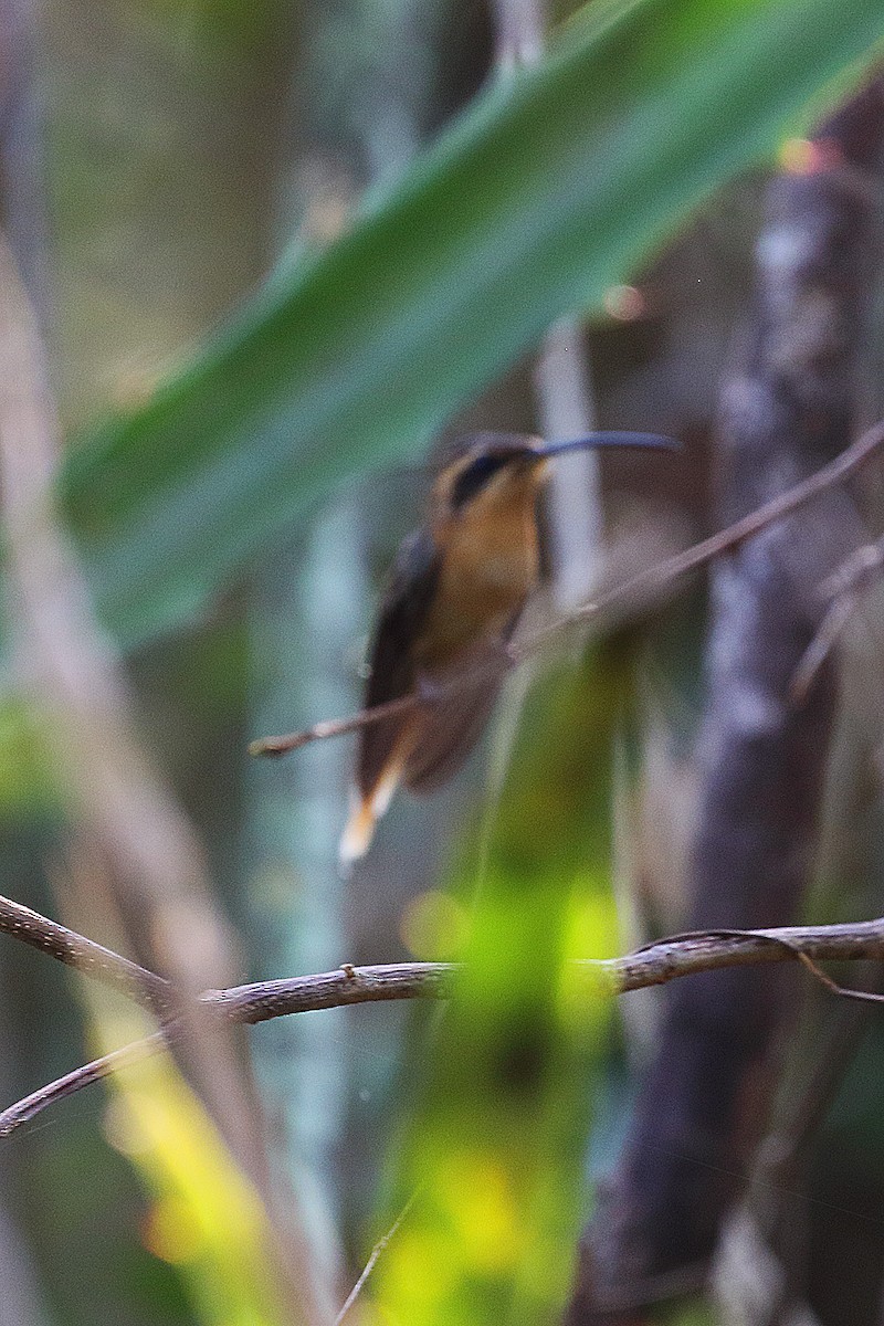 Cinnamon-throated Hermit - ML178578261