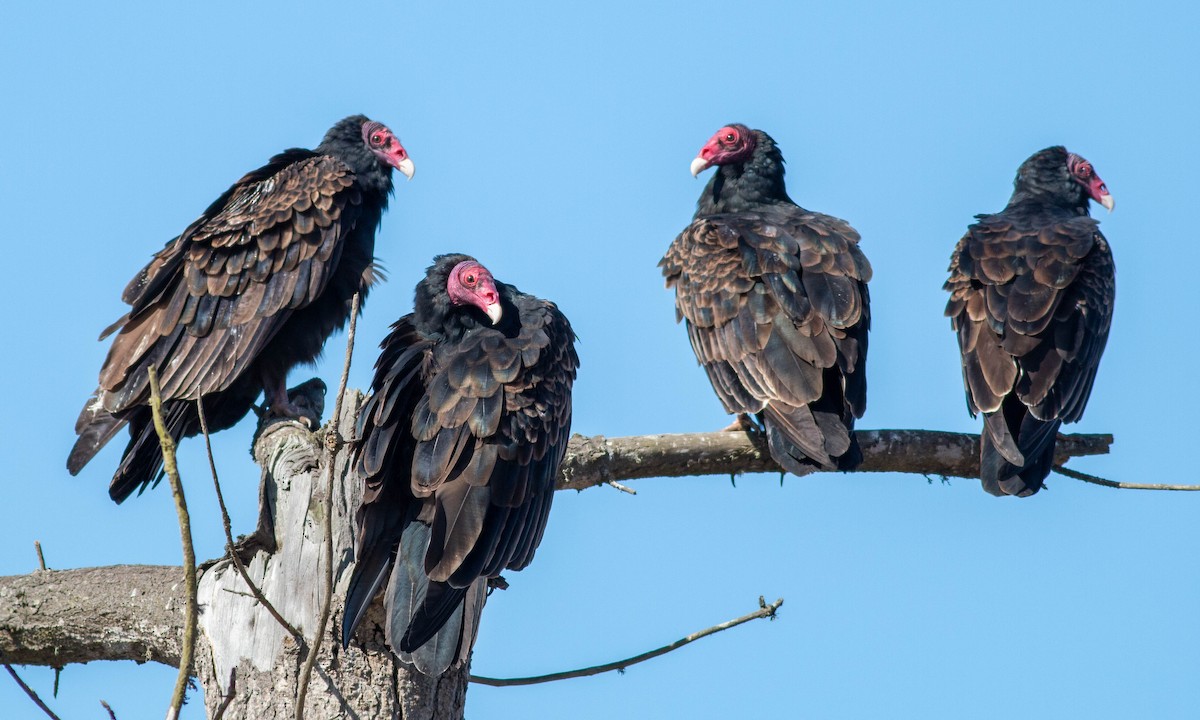 Turkey Vulture - Paul Fenwick