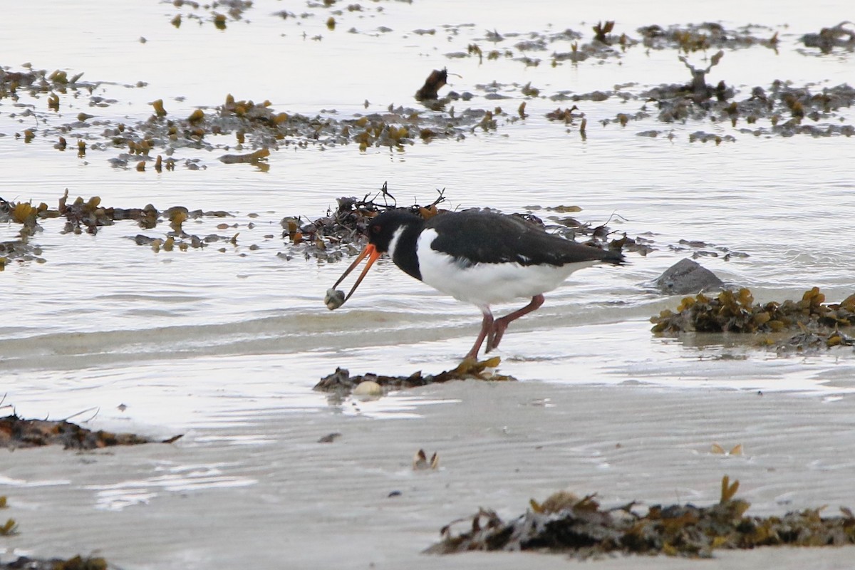 Eurasian Oystercatcher - John King