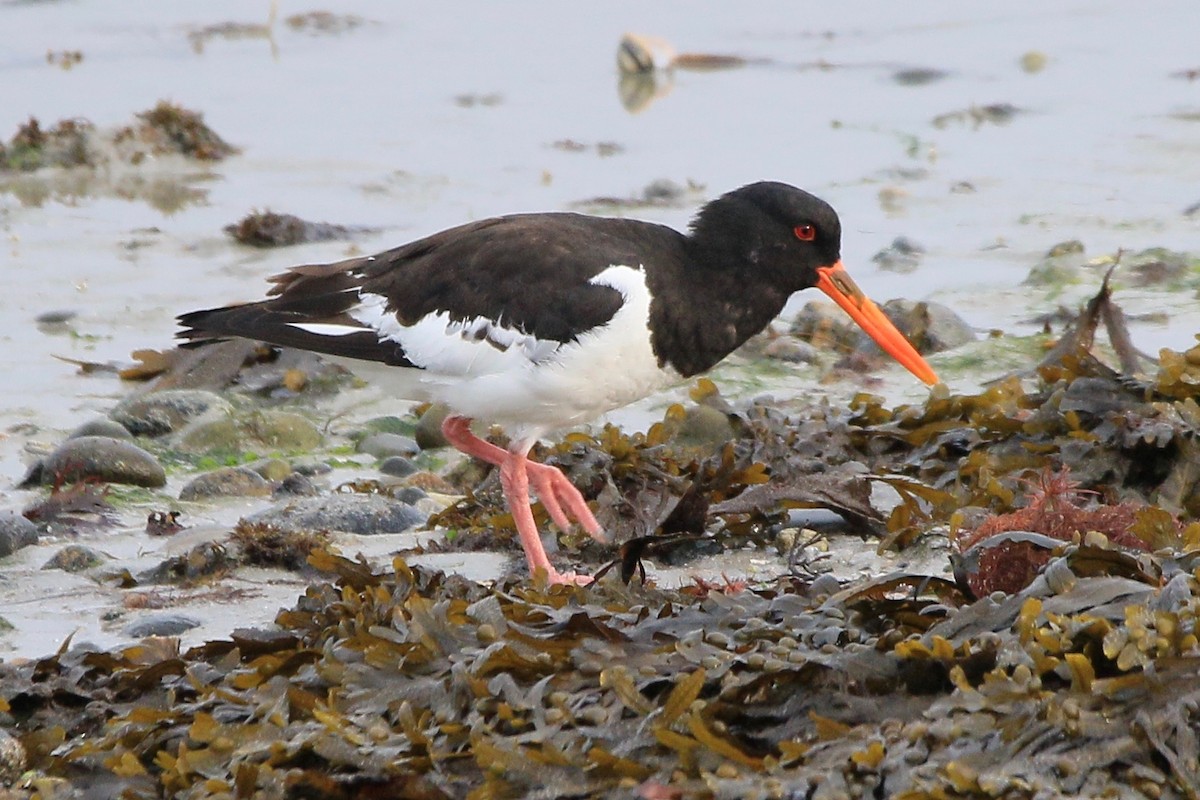 Eurasian Oystercatcher - John King