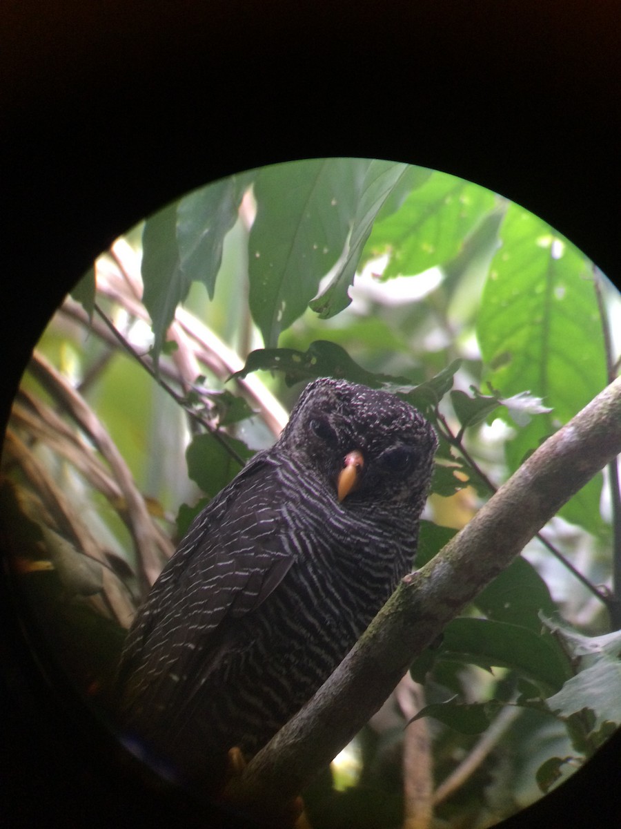 Black-banded Owl - ML178580721