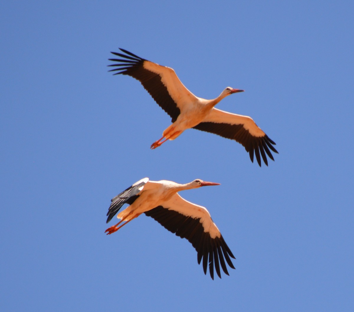 White Stork - ML178582301