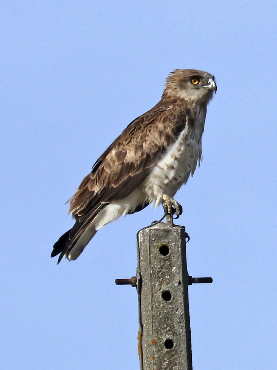 Short-toed Snake-Eagle - ML178582691