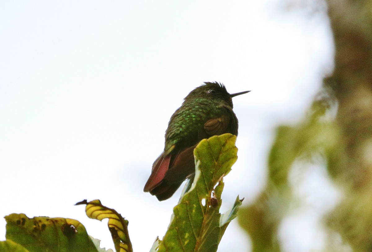 kolibřík dřišťálový - ML178582881