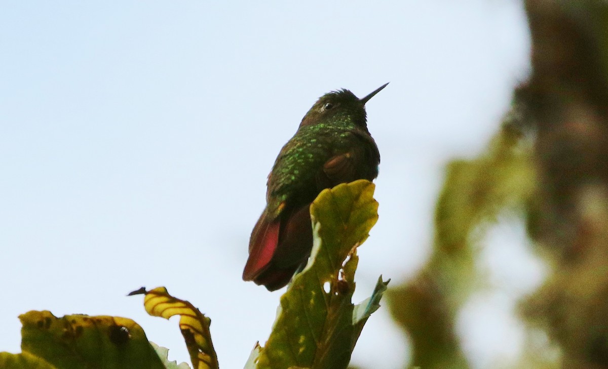 kolibřík dřišťálový - ML178582901