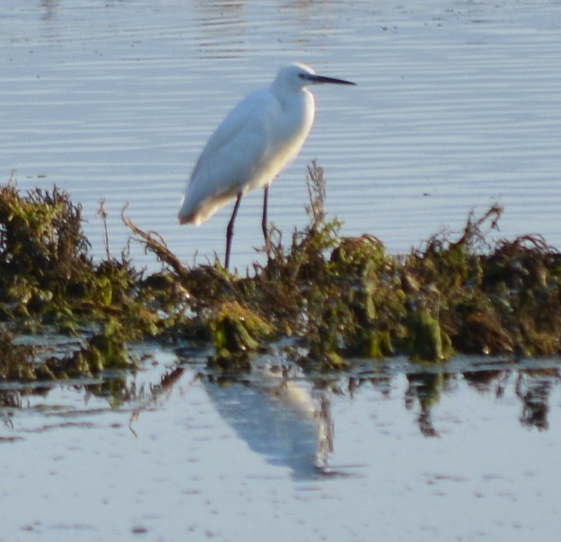 Little Egret - ML178582921