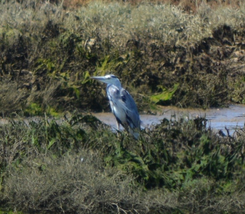 Gray Heron - ML178583451