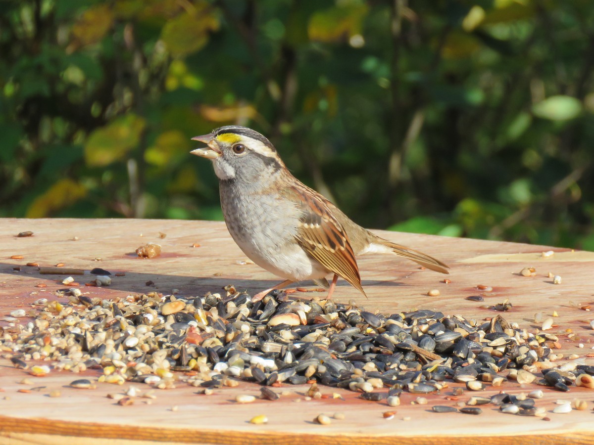 White-throated Sparrow - Jonah Tamez