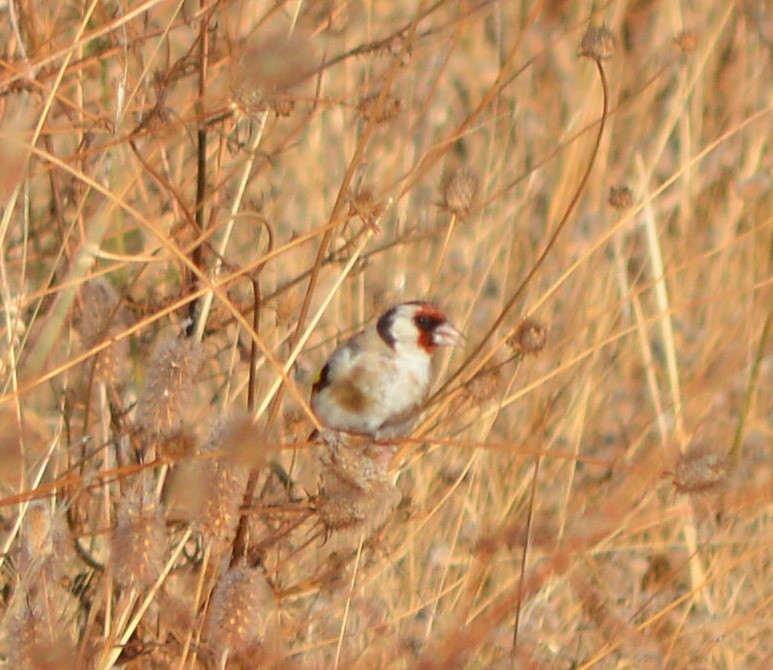 European Goldfinch - ML178585541