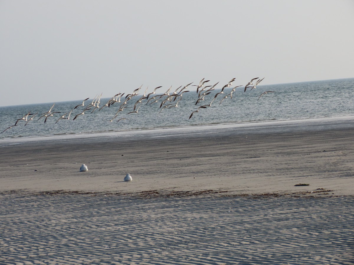 Black Skimmer - ML178586121