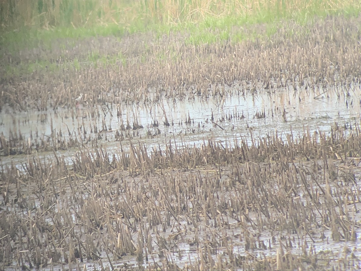 Black-necked Stilt - ML178586141