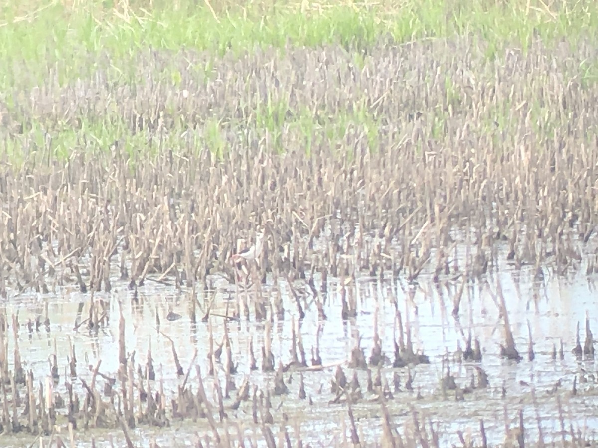 Black-necked Stilt - ML178586151