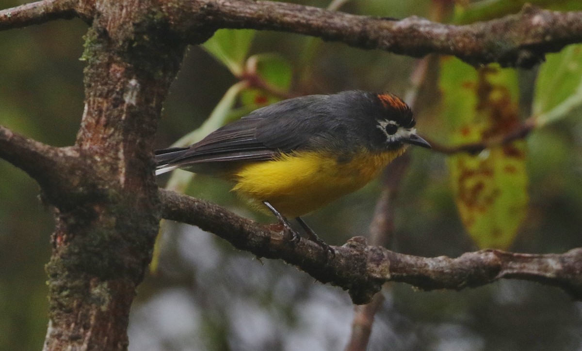 White-fronted Redstart - Margareta Wieser