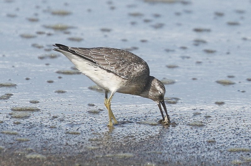 Red Knot - ML178587061