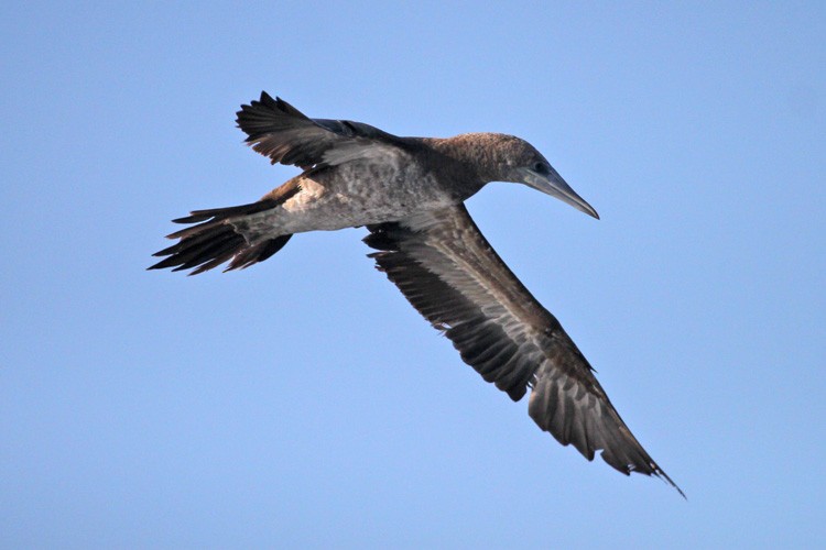 Brown Booby - ML178587771