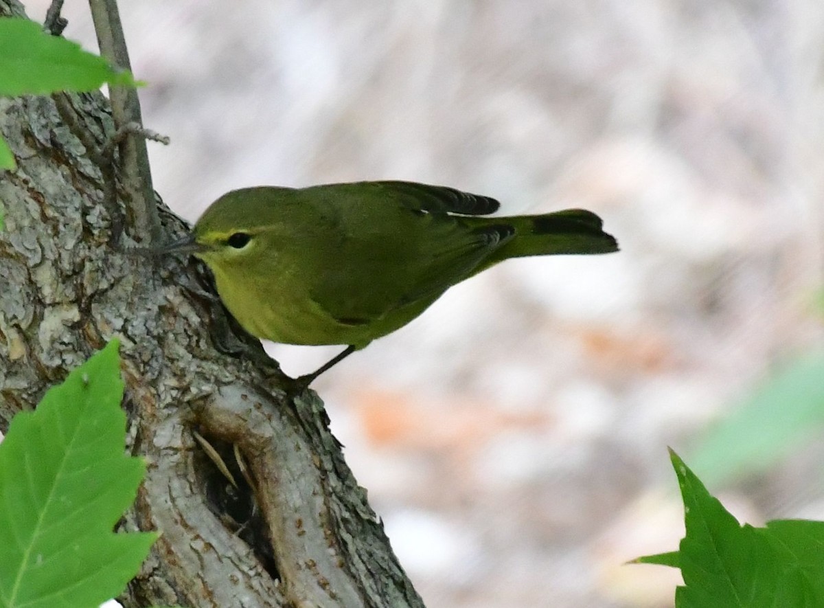 Orange-crowned Warbler - ML178590141