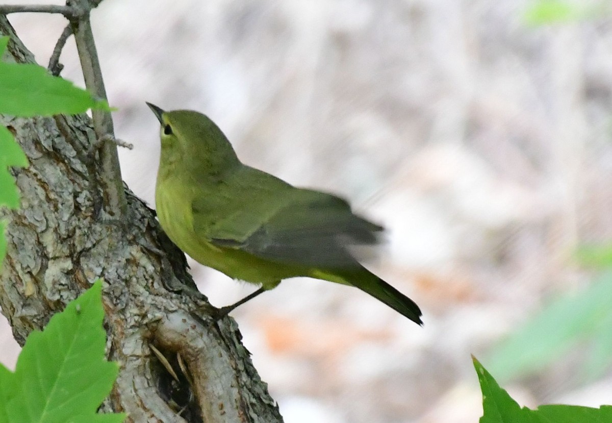 Orange-crowned Warbler - ML178590151