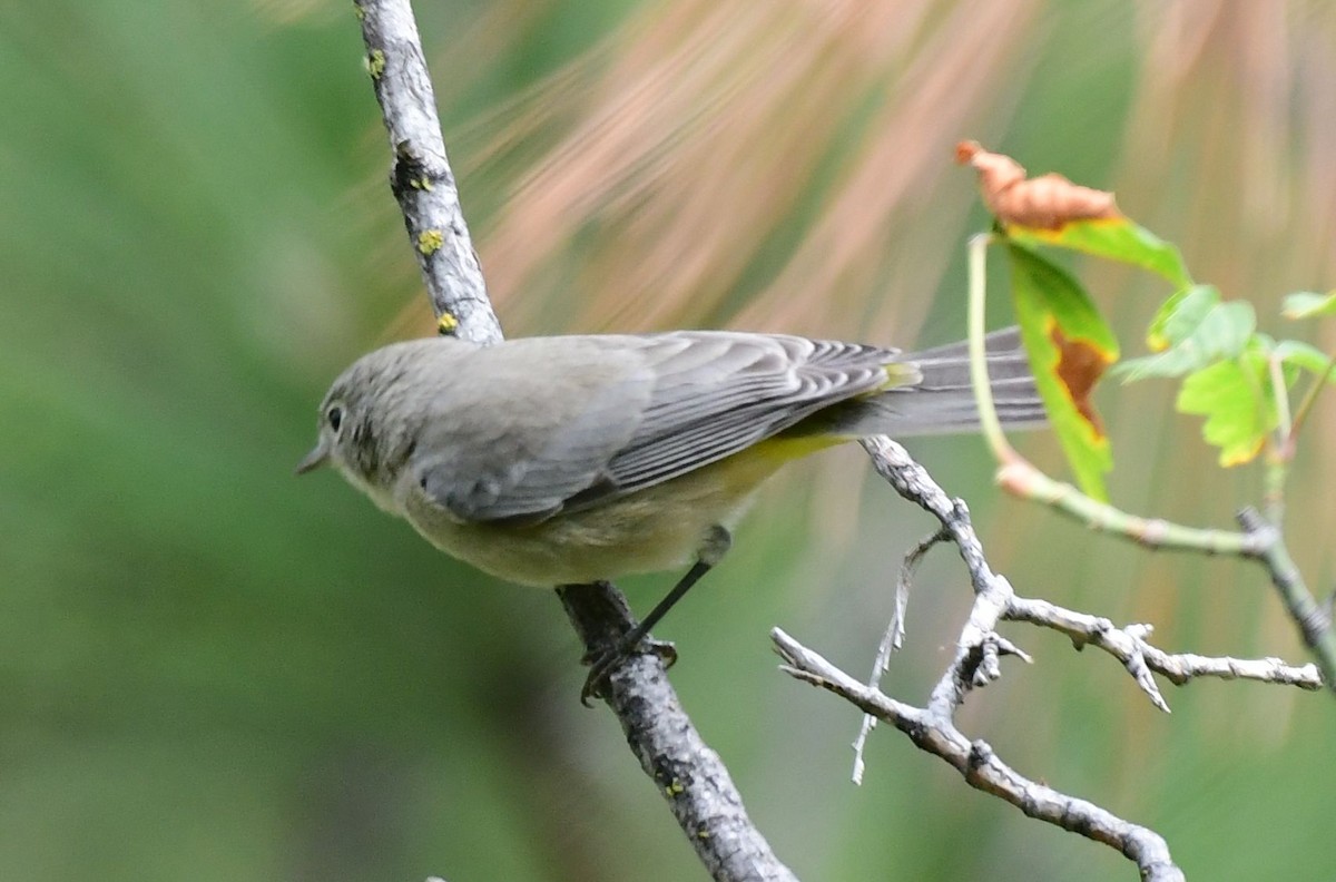 Gelbsteiß-Waldsänger - ML178590691