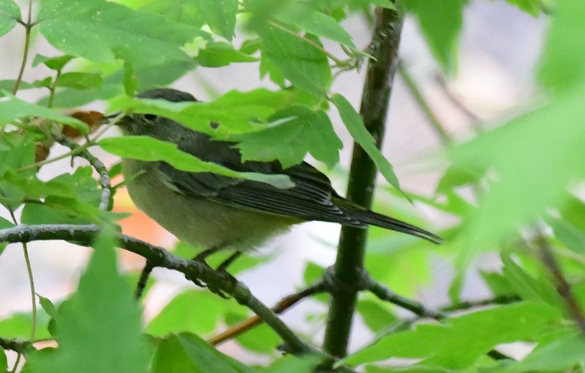 Gelbsteiß-Waldsänger - ML178590701