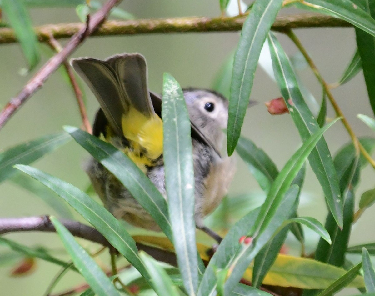 Gelbsteiß-Waldsänger - ML178590721