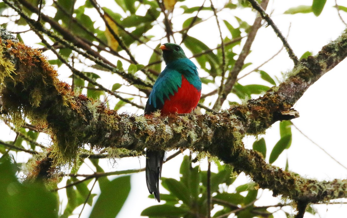 Quetzal Cabecidorado - ML178590751
