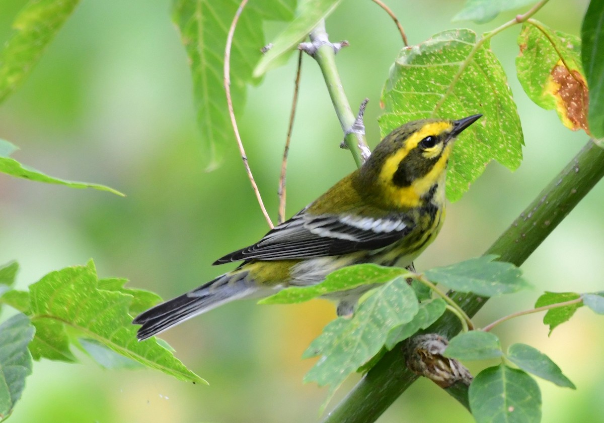 Townsend's Warbler - ML178590851