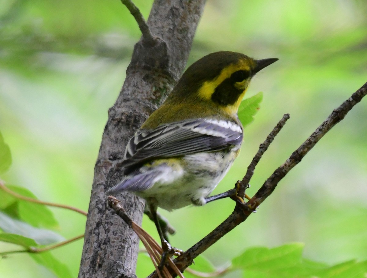 Townsend's Warbler - ML178590881