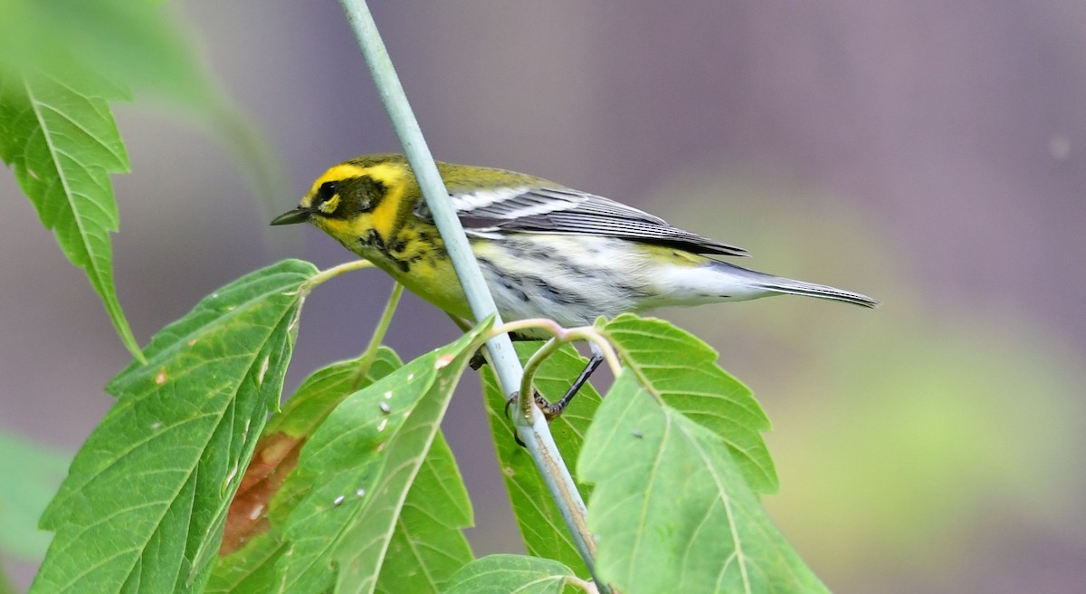 Townsend's Warbler - ML178590891