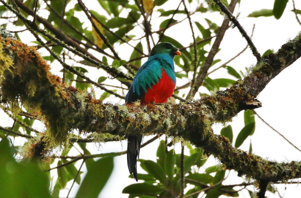 Quetzal Cabecidorado - ML178590951