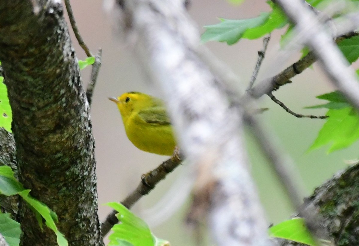 Wilson's Warbler - ML178591061