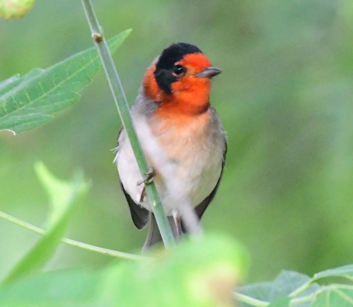 Red-faced Warbler - ML178591231