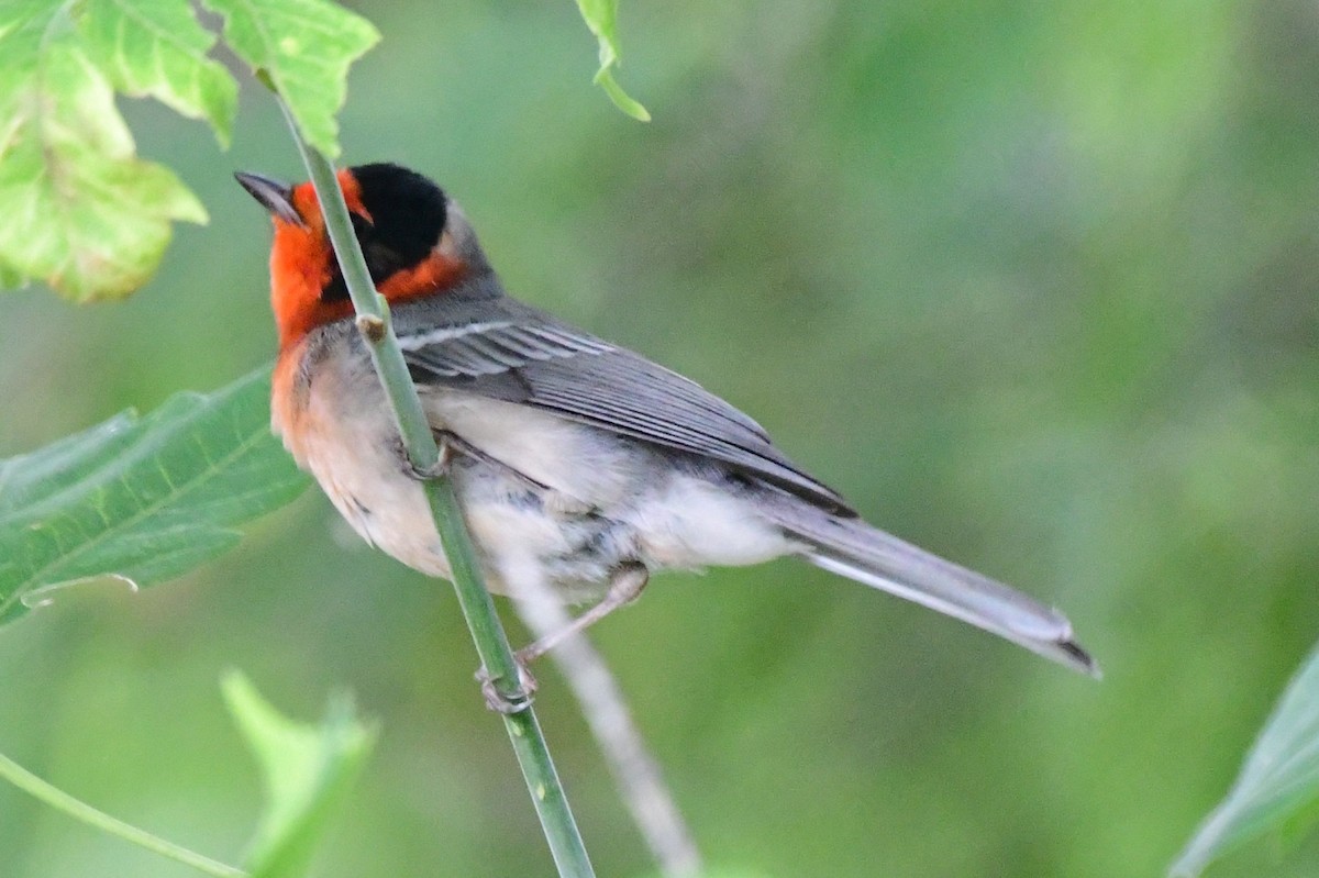 Red-faced Warbler - ML178591241