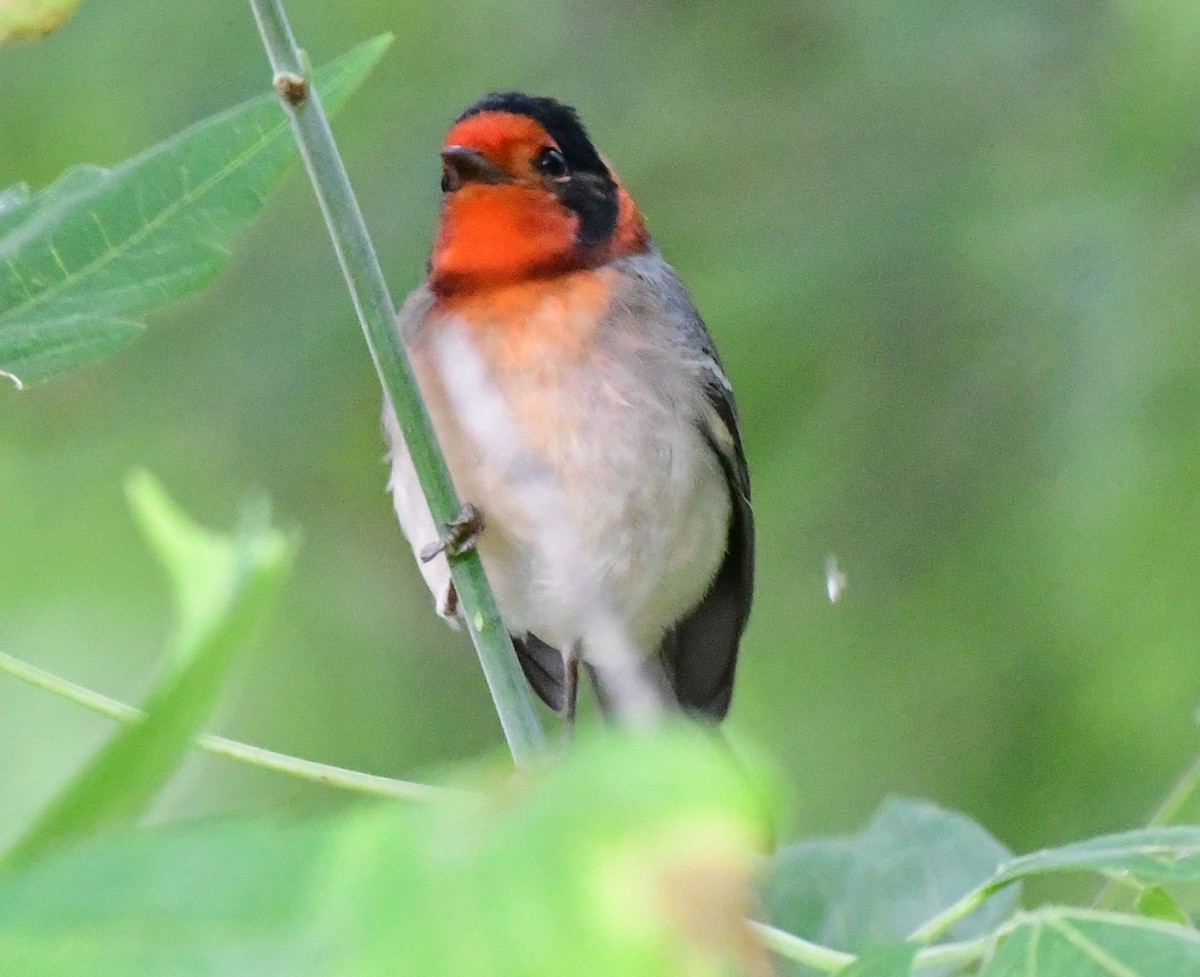 Red-faced Warbler - ML178591251